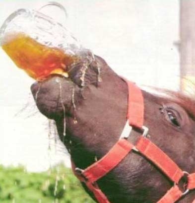 alkoholiker-pferd.jpg